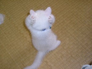 写真がない.jpg