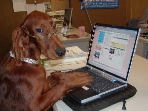 パソコン犬.jpg