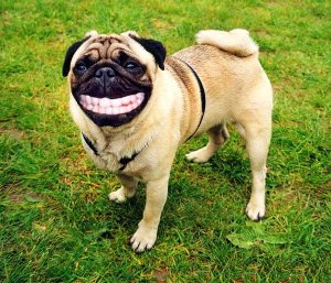 入れ歯犬.jpg